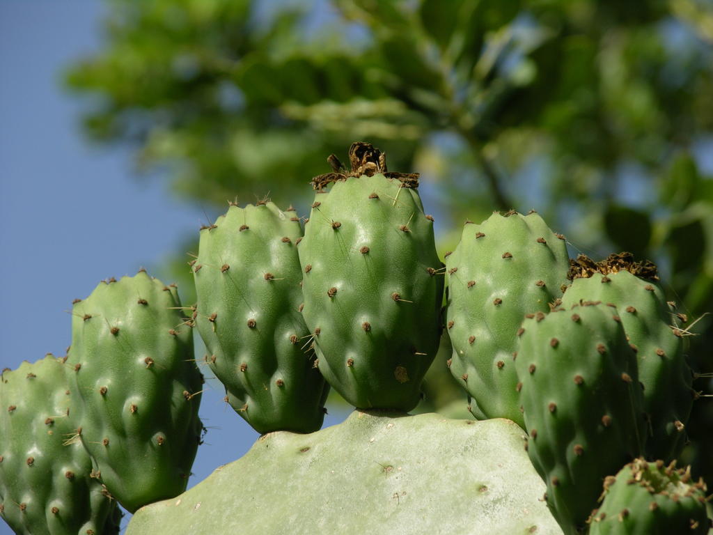 Finca Son Josep De Baix Calas de Mallorca Esterno foto